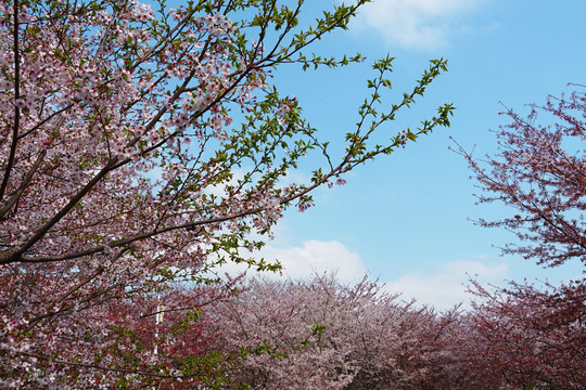 樱花林