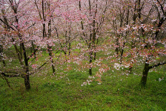 樱花林