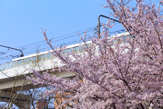樱花和列车