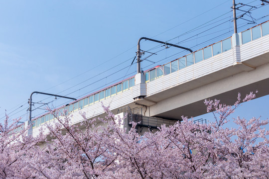 樱花