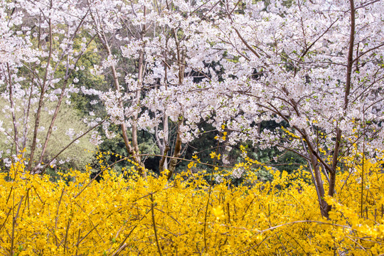 迎春花和樱花