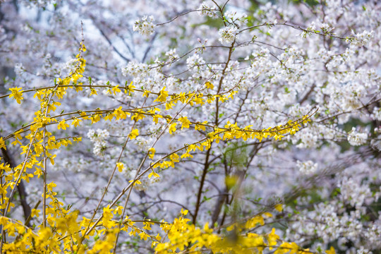 迎春花