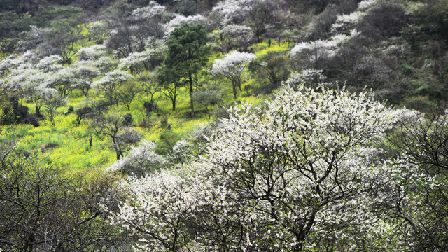 李树开花