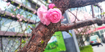 桃花