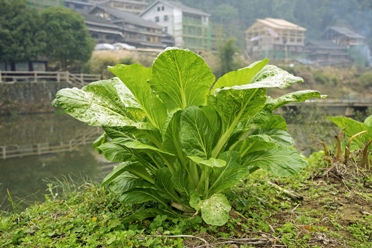 青菜