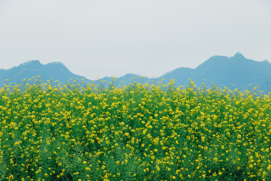 水墨山为背景的油菜花