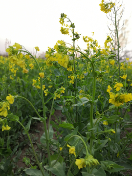 油菜花