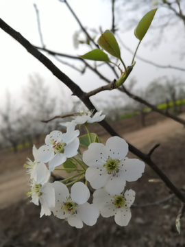 梨花