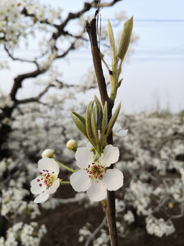 梨花