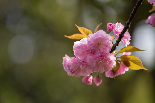 樱花