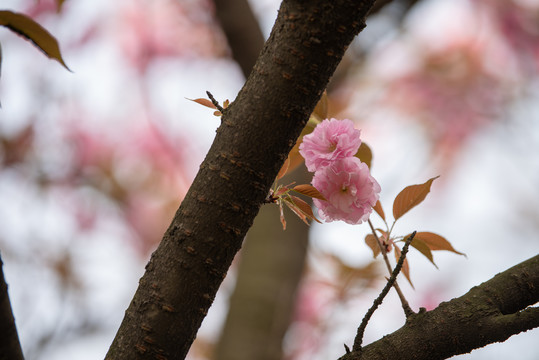 樱花