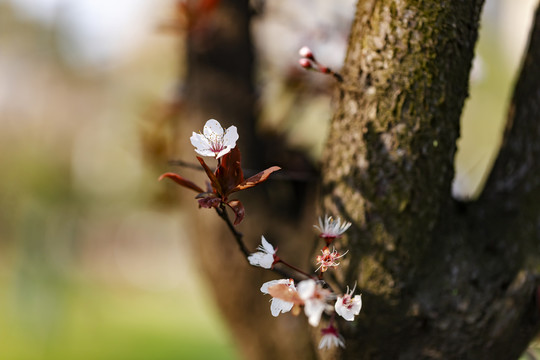 三月春风里樱花和桃花盛开