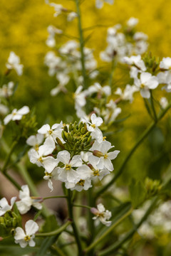 白色油菜花