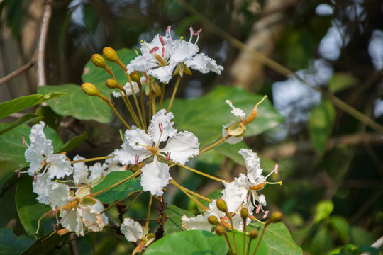 花