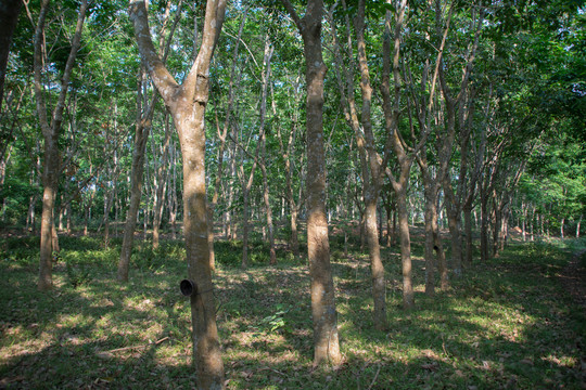 橡胶树