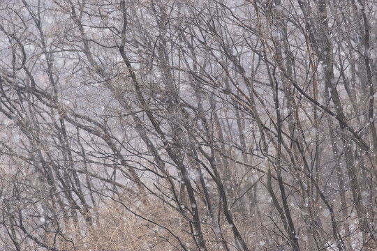 雪中的树林