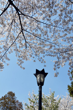 樱花与路灯