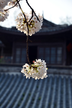 樱花花枝