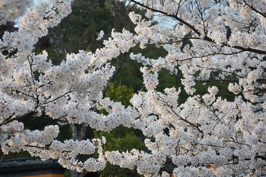 樱花