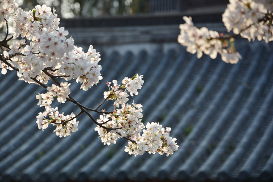 樱花与古建