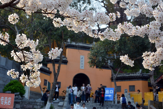 鸡鸣寺樱花