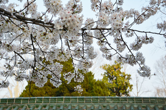 樱花