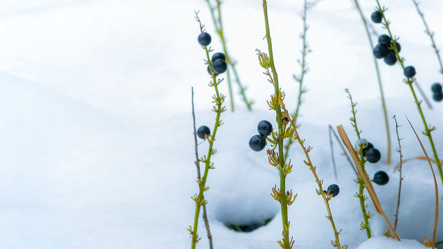 冰雪覆盖的山麦冬