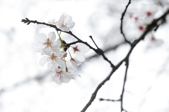 白色樱花