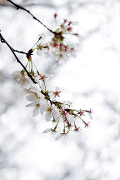 白色樱花