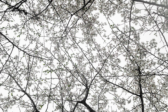 白色樱花