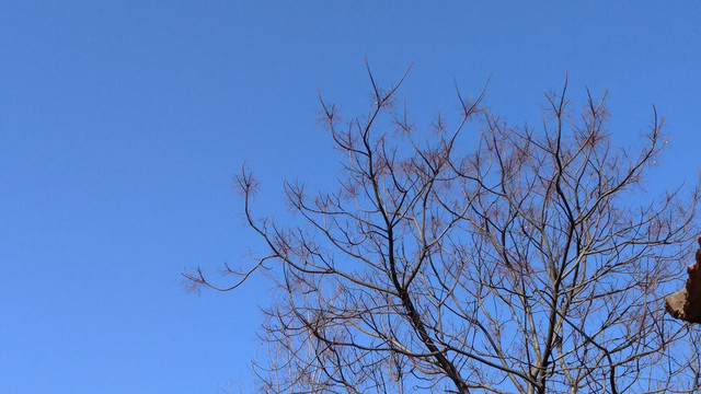 冬日蓝天枯树