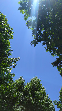 阳光天空树叶蓝天绿叶