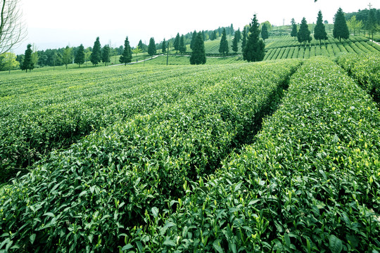 茶园风光