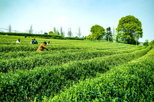 茶园风光