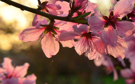 桃花