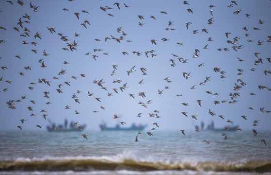 鸟浪