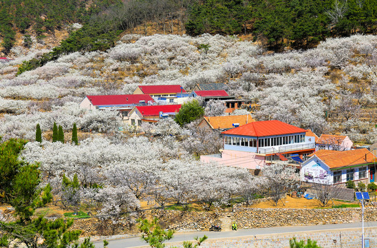 山谷花开