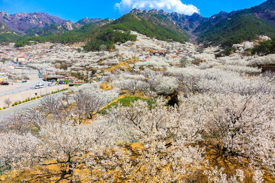 山谷花开