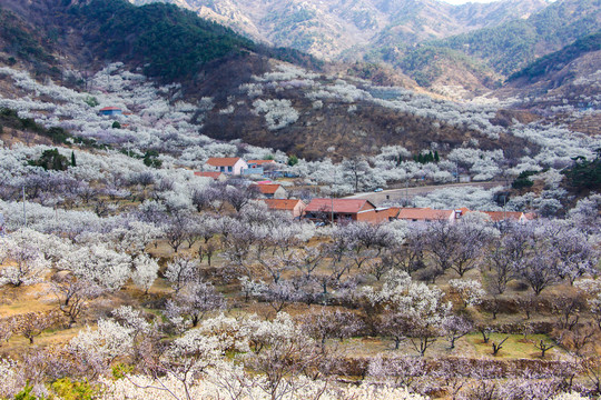 山村花海