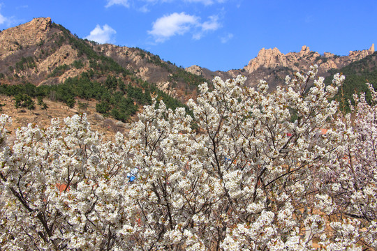 山村樱桃花开