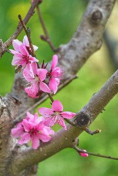 桃花