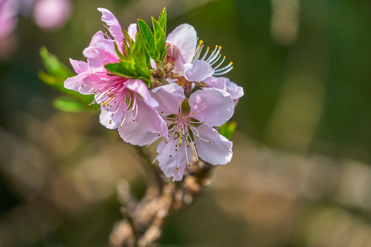 桃花