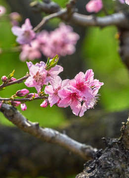 桃花