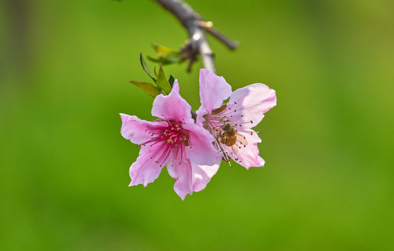 桃花和蜜蜂
