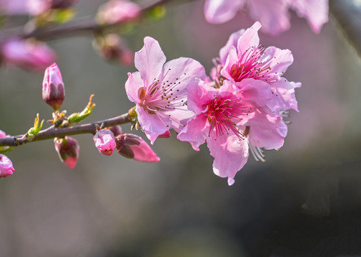 桃花