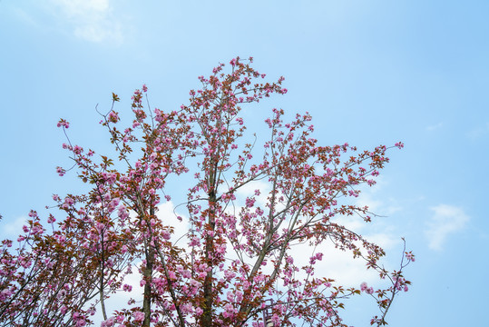 樱花