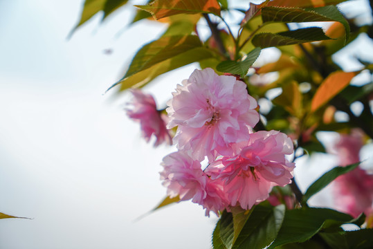 樱花