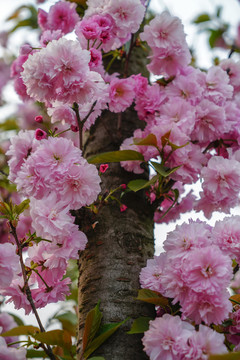 樱花
