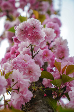 樱花