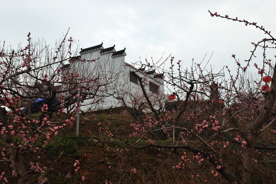 桃花园风光